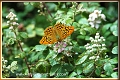 silver washed fritillary butte-7